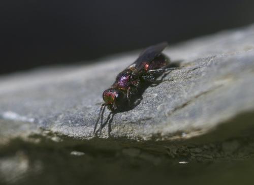 Hedychridium (aereolum-cupratum)